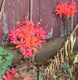  photo RedNerine April15_zps6plga9b3.jpg